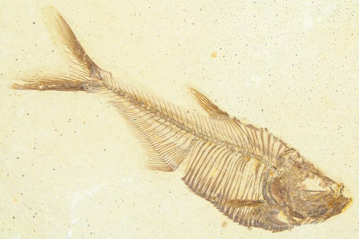 Detailed Fossil Fish (Diplomystus) - Wyoming #372296